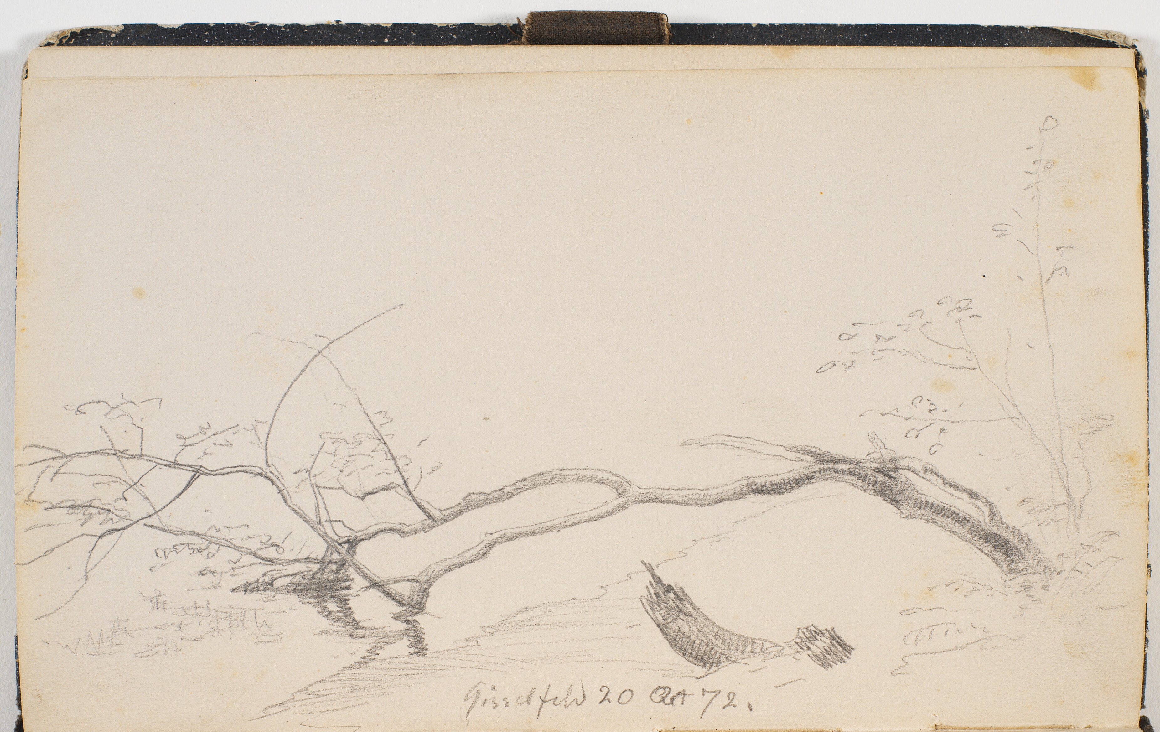 Åparti. Et spinkelt træ der er knækket og ligger med kronen i åen